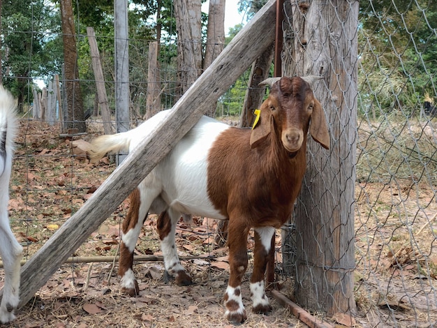 Goats in the farm in Thailand