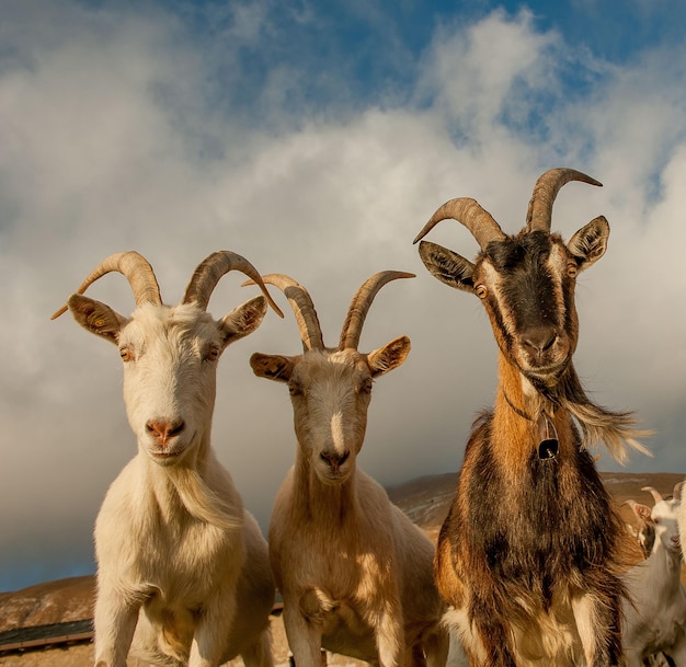 Goats in high mountain pasture