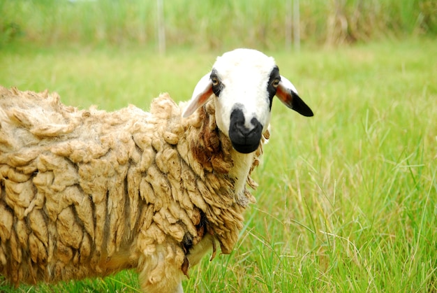 goats looking for grass in the field