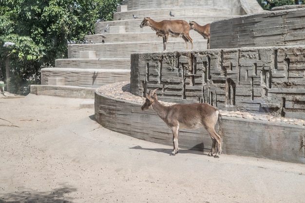 Goats looking with interest strange noises to them