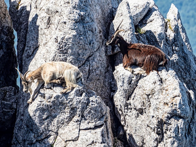 Photo goats on the rocks of a mountain