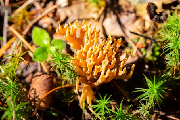 Goatsbeard Ramaria flava in pine forests of Eastern Baltic Gulf of Finland in late summer