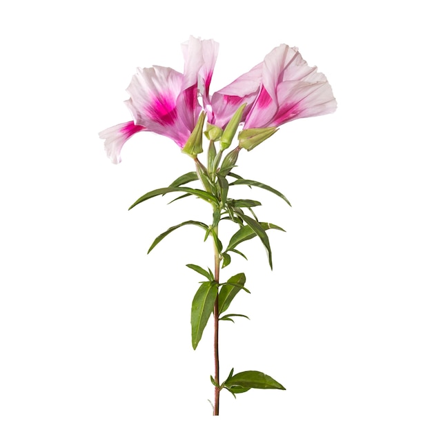 Godetia flower isolated A branch of beautiful pink and purple spring flowers