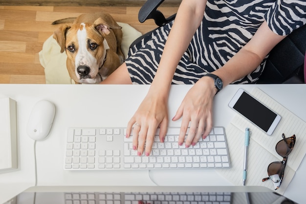 Going to work with pets concept: woman working at desktop computer with dog sitting next to her. Top view of business woman at office desk and a staffordshire terrier puppy in her feet