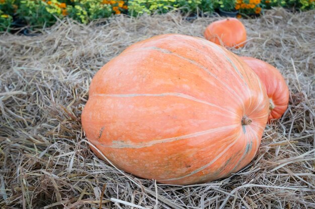 Gold color Giant pumpkin In the garden