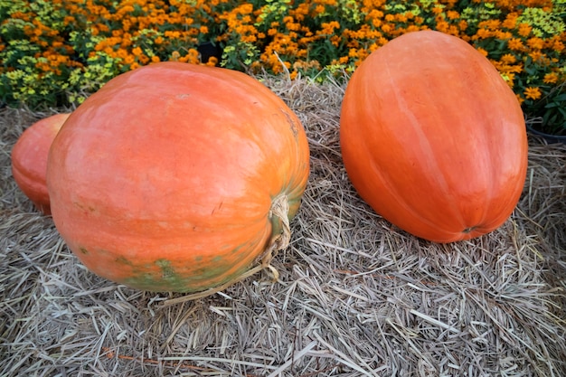 Gold color Giant pumpkin In the garden