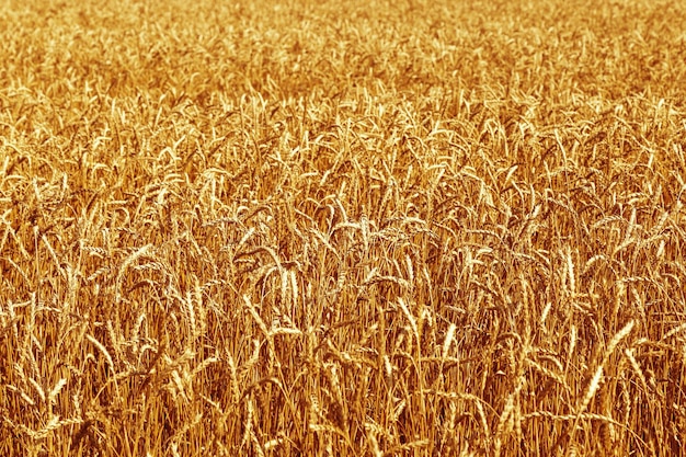 Gold ears of wheat in warm sunlight Wheat field in sunset light Autumn harvest of grain crops