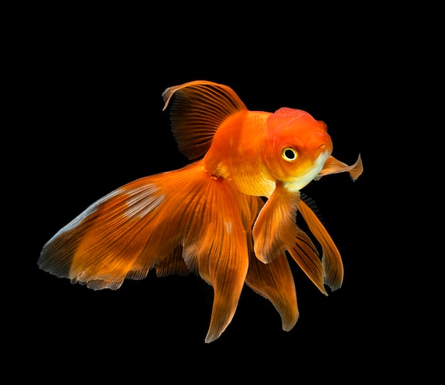 Gold fish isolated on black background