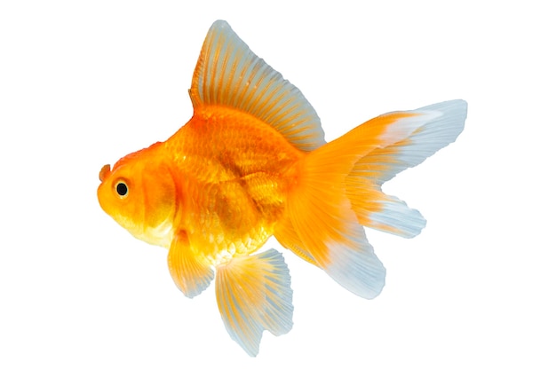 Gold Fish Isolated on White Background