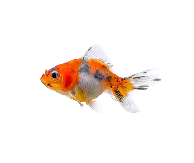 Gold fish isolated on a white background