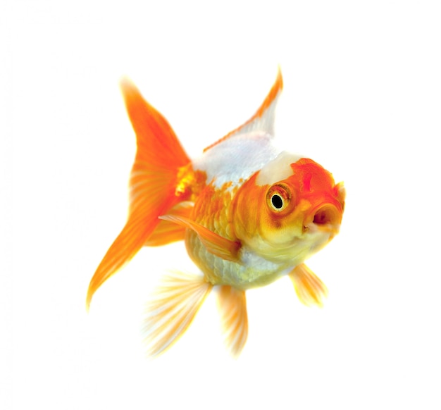 Gold fish Isolation on the white background