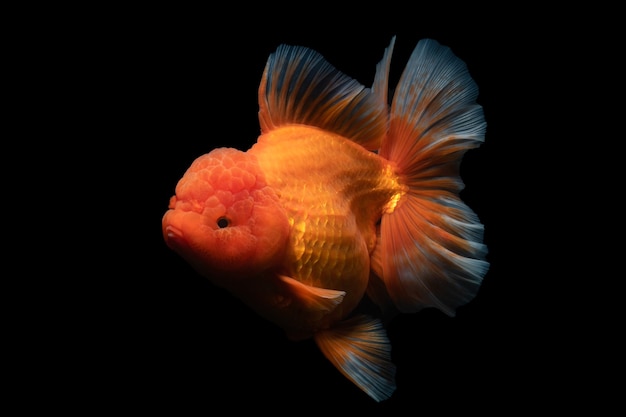 Gold Fish , pet in culture asian  japan and china ,for lucky in traditional