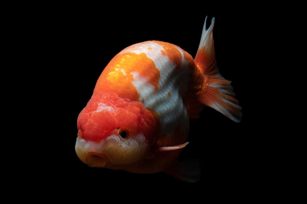 Gold Fish , pet in culture asian  japan and china ,for lucky in traditional