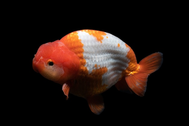 Gold Fish , pet in culture asian  japan and china ,for lucky in traditional