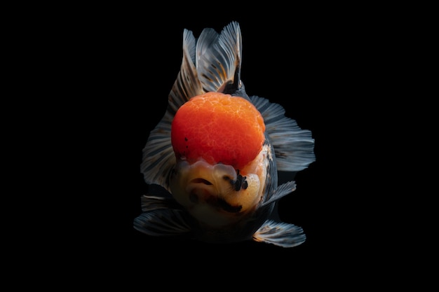 Gold Fish , pet in culture asian  japan and china ,for lucky in traditional