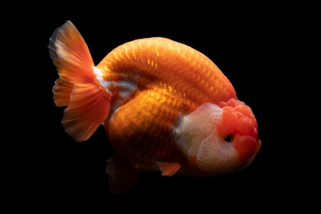 Gold Fish , pet in culture asian  japan and china ,for lucky in traditional