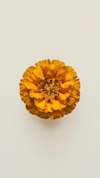 Photo gold marigold flower isolated on white background