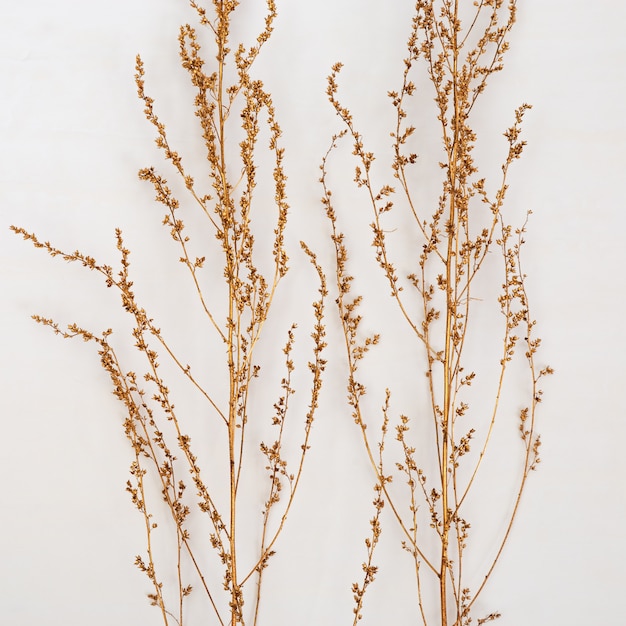 Gold painted plants on light background. Minimal trendy . Autumn still life trend color. Nature grass. Flat lay. 