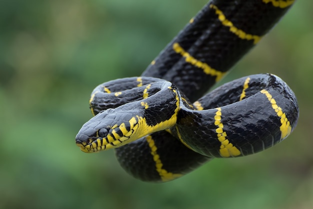 Gold ringed cat snake in defensive position