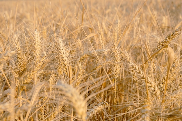 Gold rye field Selective Focus rye harvest