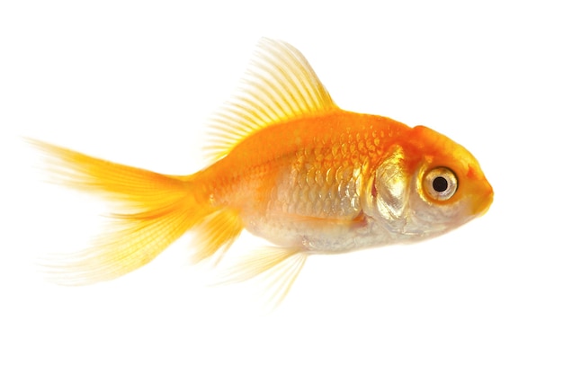 Gold small fish on a white background