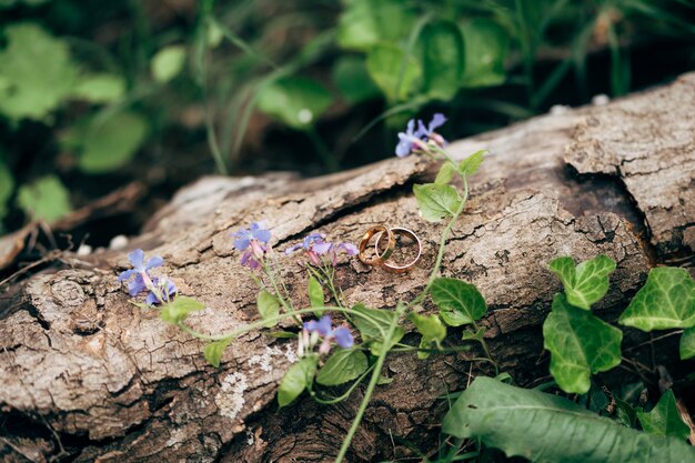 Gold wedding rings on an old snag with wildflowers on a background of green grass