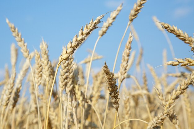 Gold wheat field and blue sky