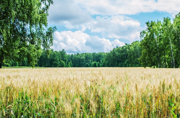 Gold wheat field and blue sky