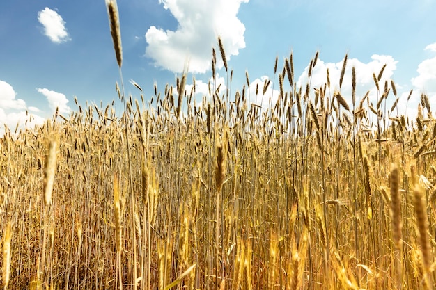 Gold wheat field and sky with clouds background