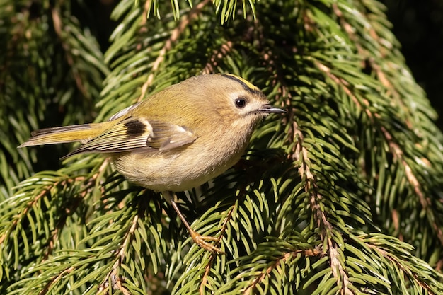 Goldcrest Regulus regulus The smallest bird of Eurasia Sunny morning a bird sits on a spruce branch