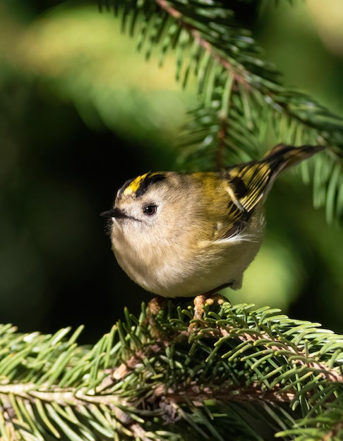 Goldcrest Regulus regulus The smallest bird of Eurasia Sunny morning a bird sits on a spruce branch