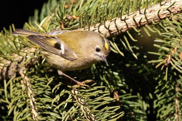 Goldcrest Regulus regulus The smallest bird in Eurasia