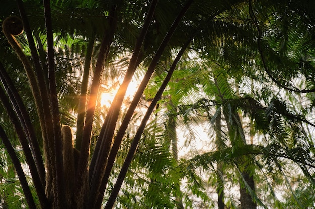 Golden Afternoon Light Amongst Trees