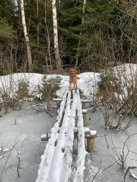 Golden american retriever sits on a lake on a pier in winter in the middle of snow