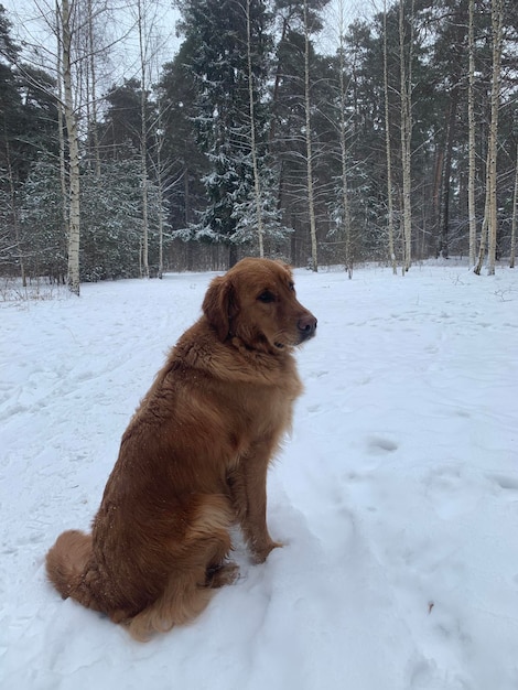 Golden American Retriever sits in a winter forest on the snow and looks around