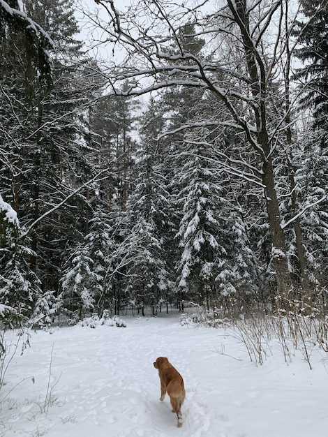 Golden American Retriever sits in a winter forest on the snow and looks around