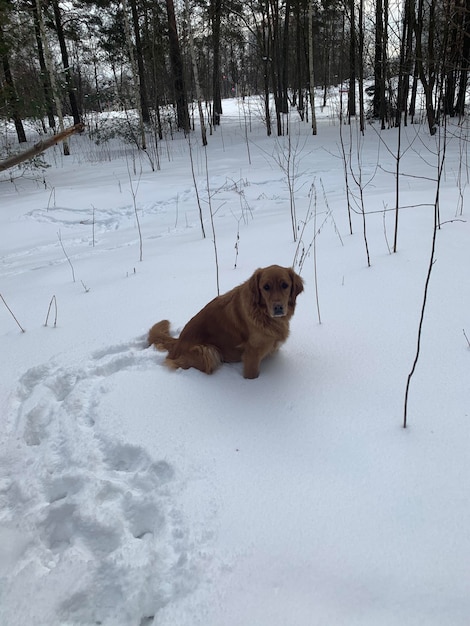 Golden American Retriever sits in a winter forest on the snow and looks around