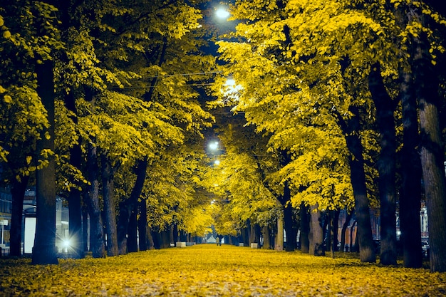 golden autumn alley st petersburg