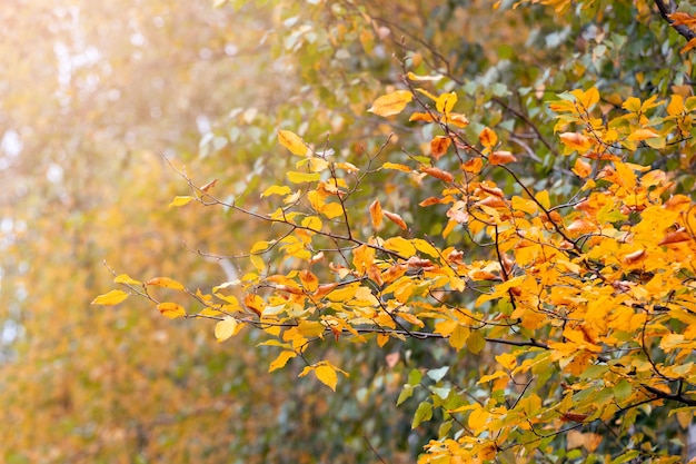 Golden autumn. Autumn background with yellow leaves on a tree branch