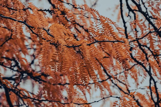 Golden autumn. Autumn nature. Yellow leaves. Orange foliage. Sun rays. Picturesque landscape.