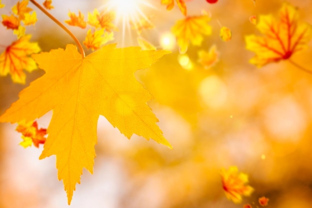 Golden autumn background. Maple leaves close up in the rays of the sun