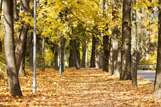 Golden autumn in the city park on a bright sunny day