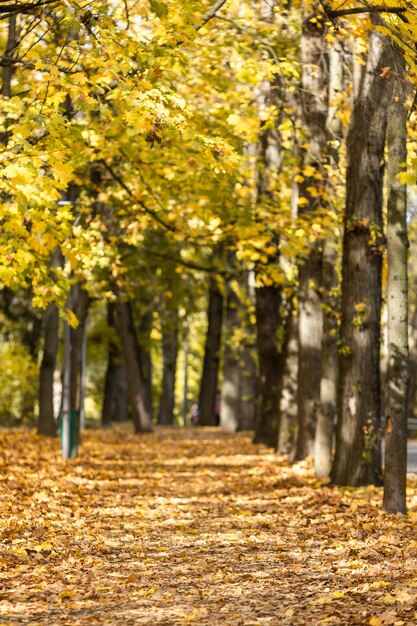 Golden autumn in the city park on a bright sunny day