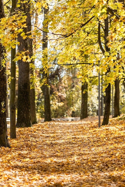 Golden autumn in the city park on a bright sunny day