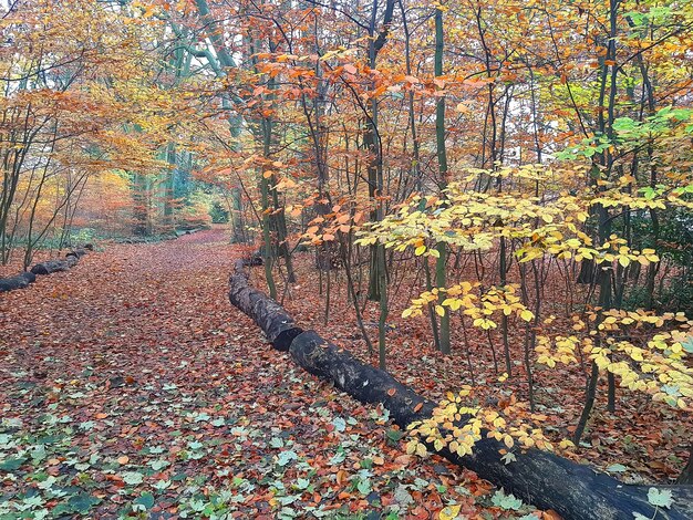 Golden autumn in english foggy domestical park