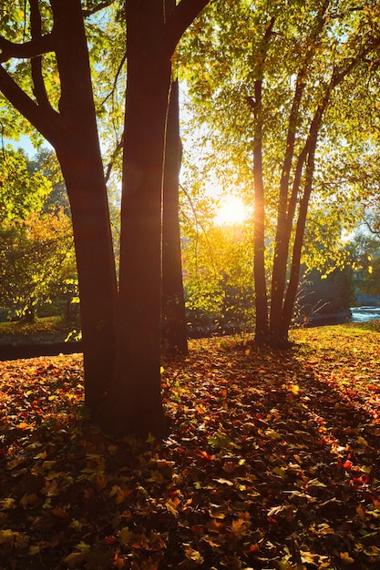 Golden autumn fall october in famous munich relax place englishgarten munchen bavaria germany