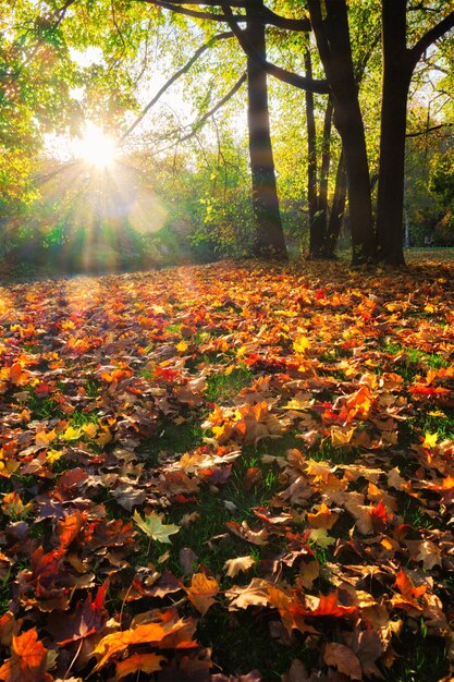 Golden autumn fall october in famous munich relax place englishgarten munchen bavaria germany