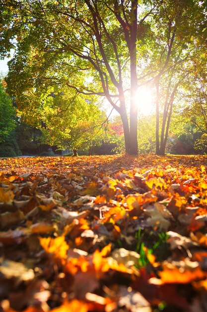 Golden autumn fall October in famous Munich relax place Englishgarten Munchen Bavaria Germany