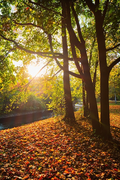 Golden autumn fall october in famous munich relax place  englishgarten munchen bavaria germany