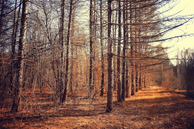 golden autumn forest landscape, mixed forest view, taiga, nature in october